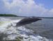 Manatee Ecotour and Shelling Adventure